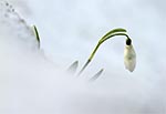 Śnieżyczka przebiśnieg (Galanthus nivalis)