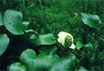 Czermień błotna (Calla palustris L.) koło Górecka