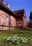 Przebiśniegi na trawniku pod leśniczówką we Floriance