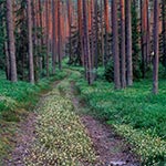 Te żółte kwiatki to Pszeniec zwyczajny - roślina półpasozytnicza, którą można znaleźć w wielkich ilościach w Puszczy Solskiej. Kwitnie między czerwcem a wrześniem, a to zdjecie wykonane było gdzieś tak w drugiej połowie sierpnia, podczas poszukiwania wizualnie ciekawych wrzosowisk.
