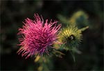 Ostrożeń lancetowaty (Cirsium vulgare)