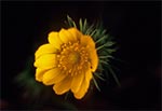 Miłek wiosenny (Adonis vernalis)