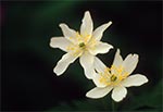 Zawilec gajowy (Anemone nemorosa)