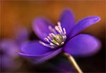 Przylaszczka pospolita (Hepatica nobilis Mill.)