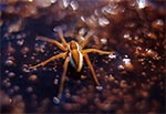 Bagnik przybrzeżny (Dolomedes fimbriatus)