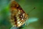 Motyl Przeplatka aurinia