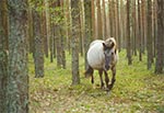 Ostoja Konika Polskiego w Roztoczańskim Parku Narodowym