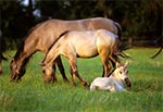 Koniki Polskie - potomkowie Tarpanów