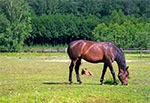 Małe ranczo w miejscowości Wolaniny