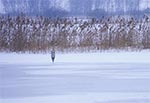 Stawy w Topornicy. Ta czapla przyleciała za wcześnie. Gdyby poprosiła dzięcioła, to wykułby jej chociaż przerębel