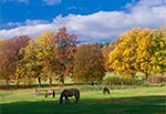 Pastwisko dla koników polskich w Kosobudach. Zdjęcie z dnia 18.10.2023