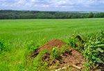 Jedyne jakie znamy mrowisko (takie w formie kopca z igliwia), które mrówki postanowiły wybudować na skraju pola uprawnego. Za plecami mamy pierwszy schron linii Młotkowego, przy szlaku turystycznym z Woli Wielkiej na Wielki Dział więc lasu tam nie brakuje. Ciekawe, że mrówkom nie przeszkadzają opryski. A może owady te są dalekowidzami i chciały mieć ładny widok ze swego kopca? To zapewne już pytania do biegłych insektologów.