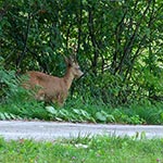 Jesteśmy obok zbiornika Wolaniny w Puszczy Solskiej. Zatrzymaliśmy się przy tablicy z mapą, rozmawialiśmy, coś tam przy rowerach poprawiamy, a po drugiej stronie drogi w rowie stoi ten koziołek i coś tam sobie skubie. Rzadko zdarza się aby sarny na widok ludzi nie chowały się ale wręcz przeciwnie - wychodziły. Bo on najwyraźniej wyszedł z krzaków słysząc nas. Być może to wynik sporego tam ruchu cyklistów, których zwierzęta nie postrzegają jako drapieżników oraz braku myśliwych. Myślę, że taki koziołek instynktownie przeczuwał, że w naszym towarzystwie jest bezpieczniej, bo odstraszaliśmy swoją obecnością na przykład wilki. Spotkania takie zawsze są sympatyczne.