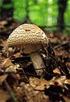 Muchomor czerwonawy (Amanita rubescens)