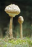 Czubajka Kania (Macrolepiota procera)