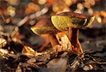 Podgrzybek brunatny (Xerocomus badius)