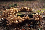 Opieńka miodowa (Armillaria mellea sensu lato)