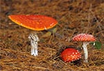 Muchomor czerwony (Amanita muscaria)