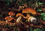 Borowik szlachetny (Boletus edulis)