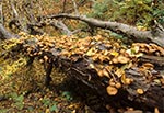 Opieńka miodowa (Armillaria mellea sensu lato)