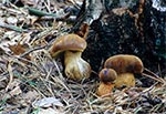 Borowik szlachetny (Boletus edulis)