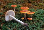 Muchomor czerwony (Amanita muscaria)