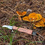 Maślaki żółte (strojne) rzadko są zbierane, bo rosną wyłącznie pod modrzewiami. Najlepszy jest taki modrzewiowy stary młodnik, w którym drzewa są już duże. W takim miejscu maślaki te występują masowo.
