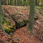 Jaskinia Chmielna koło nieistniejącej wsi Chmiele. Jest to jaskinia, która może wzbudzać wesołość swoją kubaturą ale właśnie to jest walorem Roztocza - atrakcje tu są niepozorne, ukryte, wymagające wysiłku aby do nich dotrzeć. To gwarantuje, że poza takimi miejscami jak szumy w Rebizantach, Stawy Echo, czy Krasnobród na Roztoczu bardzo łatwo możemy odnaleźć spokój i ciszę.