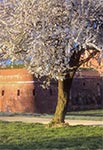 Fragment zamojskiego bastionu siódmego wiosną