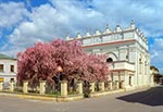 Rajska jabłoń przed synagogą zamojską na etapie kiedy kwiaty są w pełni rozwinięte, czyli mają barwę bladoróżową, a później białą