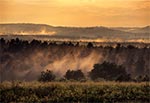 Lasy RPN widziane z wierzchowiny nad wsią Obrocz