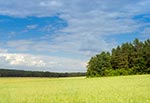 Panorama Wielkiego Działu od strony nieistniejącej wsi Manczury, za Starą Hutą. Na polu zaczyna dojrzewać owies. To zdaje się najlepszy widok na Wielki Dział, zwłaszcza w pełni lata. Chyba z godzinę czekałem aż powstanie taki układ chmur gdy słońce oświetli pole i las po bokach, a jednocześnie Wielki Dział będzie w cieniu. Ale czekanie się nie dłużyło, bo w tym czasie potrasiłem na ognisku strawę, przy okazji odstraszając dymem komary