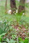 JuĹź niedĹugo zakwitnÄ w lesie narcyzyâŚ No moĹźe nie w kaĹźdym lesie ;) TÄ oryginalnÄ, starÄ odmianÄ znajdziemy w rejonie kapliczki nad ĹşrĂłdĹem w DziewiÄcierzu-Moczarach. Ĺťywy Ĺlad po dawnych mieszkaĹcach, ktĂłrzy kiedyĹ te narcyzy tam posadzili