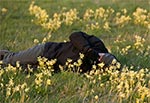 Na łąkach na SW od Zamościa rosły takie oto łany pierwiosnków, które fotografuje Marek. W roku 2017 temat został zaorany dosłownie i w przenosni. Zdjęcie z pleneru towarzyskiego z Wiesławem Lipcem, który jest autorem zdjecia