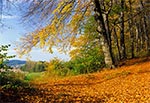 Na skraju buczyny w Roztoczańskim Parku Narodowym