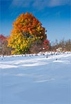 Rzadkie zjawisko - śnieg w październiku - pola wsi Wólka Wieprzecka