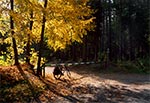 Między Kosobudami-Bór a Obroczą