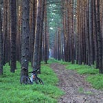 W Puszczy Solskiej - na zachód od Górecka Kościelnego