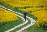 Rzepakowe pola Roztocza Szczebrzeszyńskiego