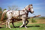 Inscenizacja historyczna bitwy pod Zaborecznem