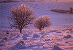 Oblodzone drzewa na polach wsi Sochy koło Zwierzyńca