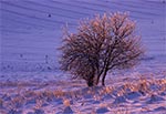 "Szklane" drzewo - efekt oblodzenia na polach wsi Sochy