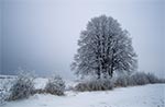 Zima na Roztoczu Zachodnim - lipy w rejonie Szperówki