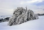 Przygięte do ziemi drzewo - obciążone lodem. Roztocze Szczebrzeszyńskie w okolicy Szperówki