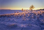 Kryształowy pejzaż - efekty oblodzenia na polach wsi Sochy