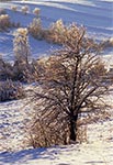 Kryształowy pejzaż - oblodzenie na polach wsi Sochy