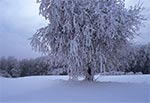 To była zima! Zdjęcie z dnia 23 stycznia 2010 roku. Oblodzone i ośnieżone drzewa wyglądały iście obłędnie. Do tego śniegu po kolana na polach i głębokie zaspy