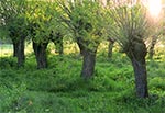 Wierzby gdzieś na Roztoczu Wschodnim/Poludniowym