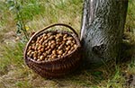 Kosz orzechów pod orzechem