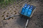 Dobry sposób na gromadzenie wody i podlewanie na działkach bez żadnego ujęcia wody - deszczówka gromadzona w butlach po wodzie pitnej.